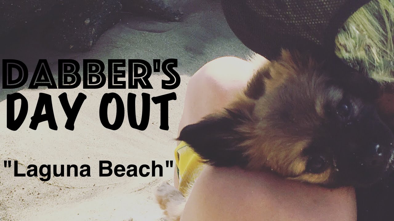 Dabber's Day Out | "Laguna Beach"