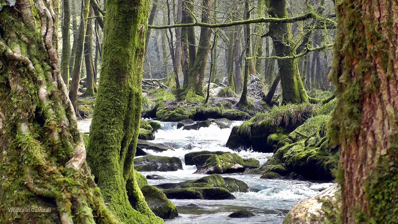 Relaxing Gentle Waterfall Beautiful Bird Nature & Sounds of the Relaxing Gentle Waterfall Beautiful Bird Nature & Sounds of the