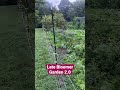 Before Sunrise LUSH to the Max! #latebloomer #garden #gardeningvideos #gardening  #growyourownfood