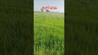 #اكسبلور #اكسبلور #الصباره #تيك_توك #كوميديات #rain #دويتو #ترند #حكايات #في