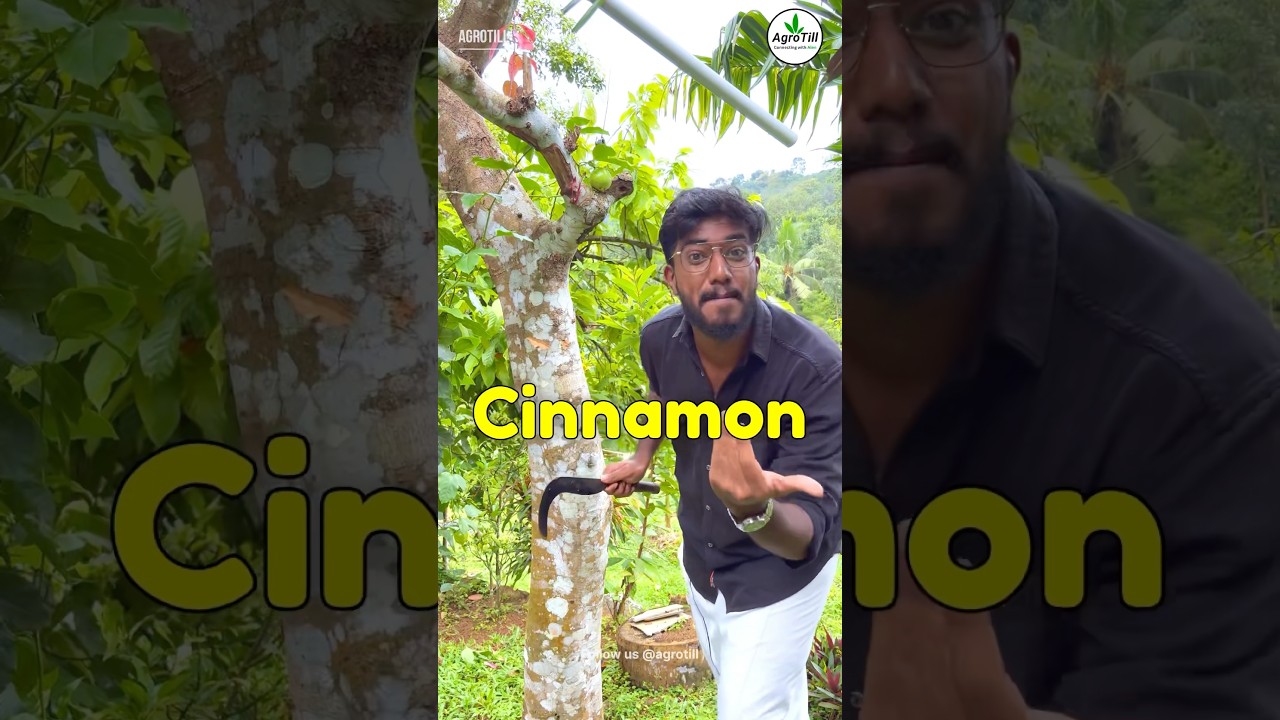 Introducing Cinnamon 🪵 and Bay Leaf 🍂🔥/ Can Money 💰 Grow On Tree 🌳? 