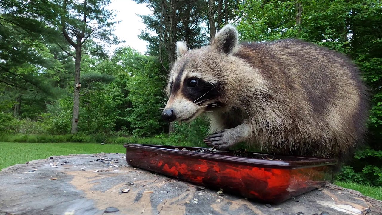 Bird Seed Bandit