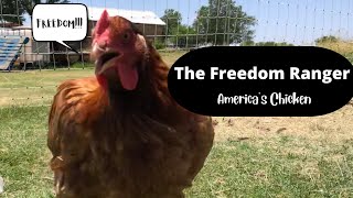Freedom Ranger Vs Cornish Cross. How We Chose Our Forever Meat Bird.