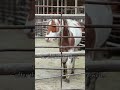 Now he's standing behind this fence after beingweighed for his meat price. #rescueefforts #horse