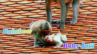 Monkey Rainbow tried to kiss baby joey and She love to baby jovi try closely and care to Baby Jovi