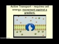 Cell Transport Mechanisms Quiz