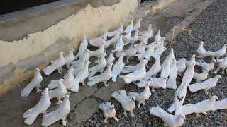 Baki Goyercinleri Бакинские Голуби Baku Pigeons Ruslan_Şahin 2021- Ferma