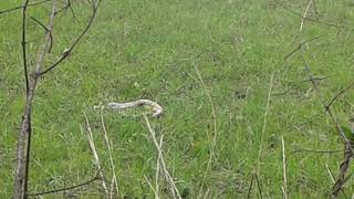 Nature beauty     Snake