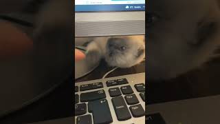 #work #live #pisa #scottishfold #turkey #bluepoint #cat #catvideos #today