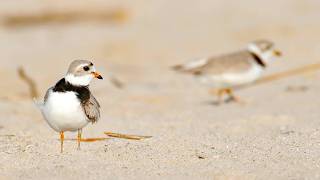 Piping plovers spotted on Wisconsin Point for first time in nearly 50 years
Piping plovers spotted on Wisconsin Point for first time in nearly 50 years
SUBSCRIBE and turn on notifications so you dont miss any videos: https://bit.ly/3XSyl7l
For more stories check out https://www.northernnewsnow.com/
FOLLOW US for more!
Like Northern News Now on Facebook: https://bit.ly/3B7zVui
Follow Northern News Now on Twitter: https://bit.ly/3XRPsY5
Follow Northern News Now Instagram: https://bit.ly/3ZuBOeq Piping plovers spotted on Wisconsin Point for first time in nearly 50 years