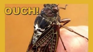 Download Lagu Ouch!! Drilled By Cicada! MP3