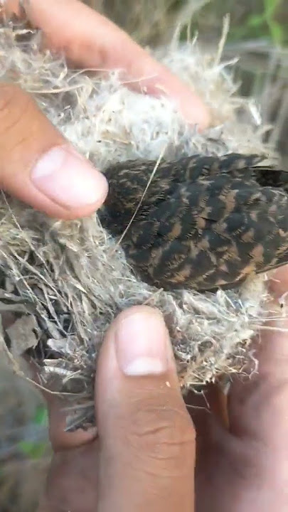Anakan Burung Kedasih