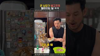 큰 냥이가 배고프면 벌어지는 일 #동물
