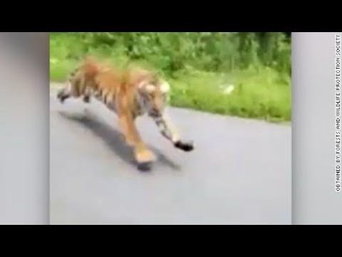 Βίντεο: Ήταν επικίνδυνες οι τίγρεις της Τασμανίας;