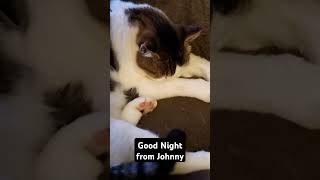 Good Night from Johnny the Cat #bass #music #cat #goodnight