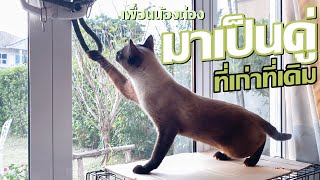 มาเป็นคู่ที่เก่าที่เดิม   #แมววิเชียรมาศ #cat #Labrador by ถ่องแท้นะเหมียว 271 views 2 months ago 10 minutes, 27 seconds