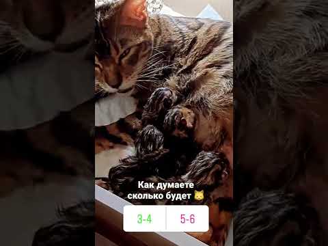 Бенгальская кошка рожает котят.