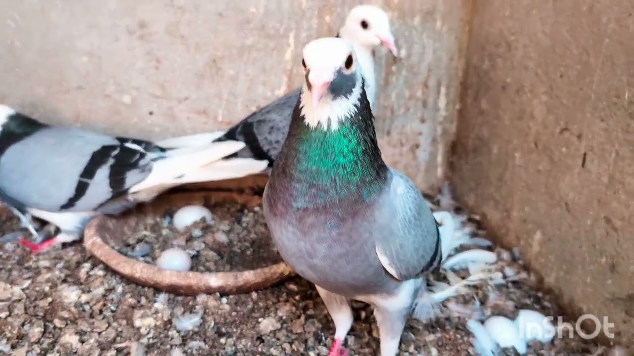 Breeder Sakdum Female's♥️♥️♥️♥️ 