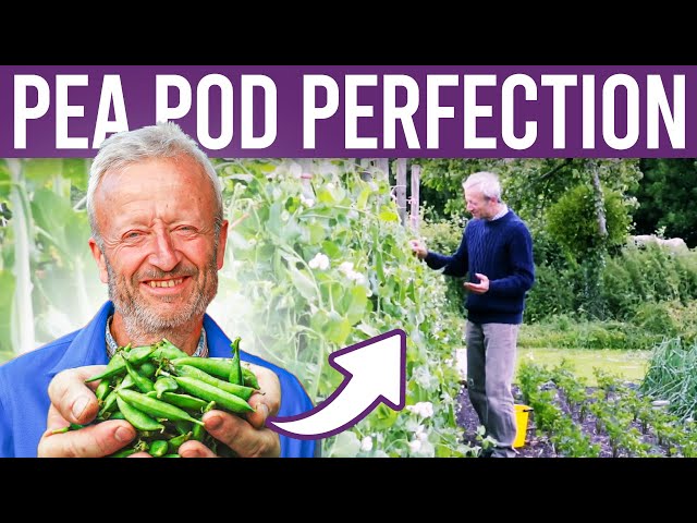 Grow peas for pods: small, large or mangetout, from plants of varied size, with supports class=