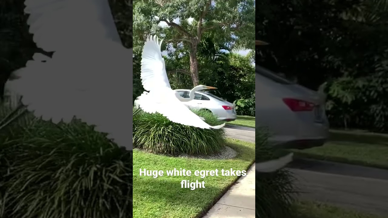 Huge white egret takes flight￼