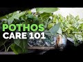 Pothos Care 101: Is This the Easiest Houseplant to Care For?