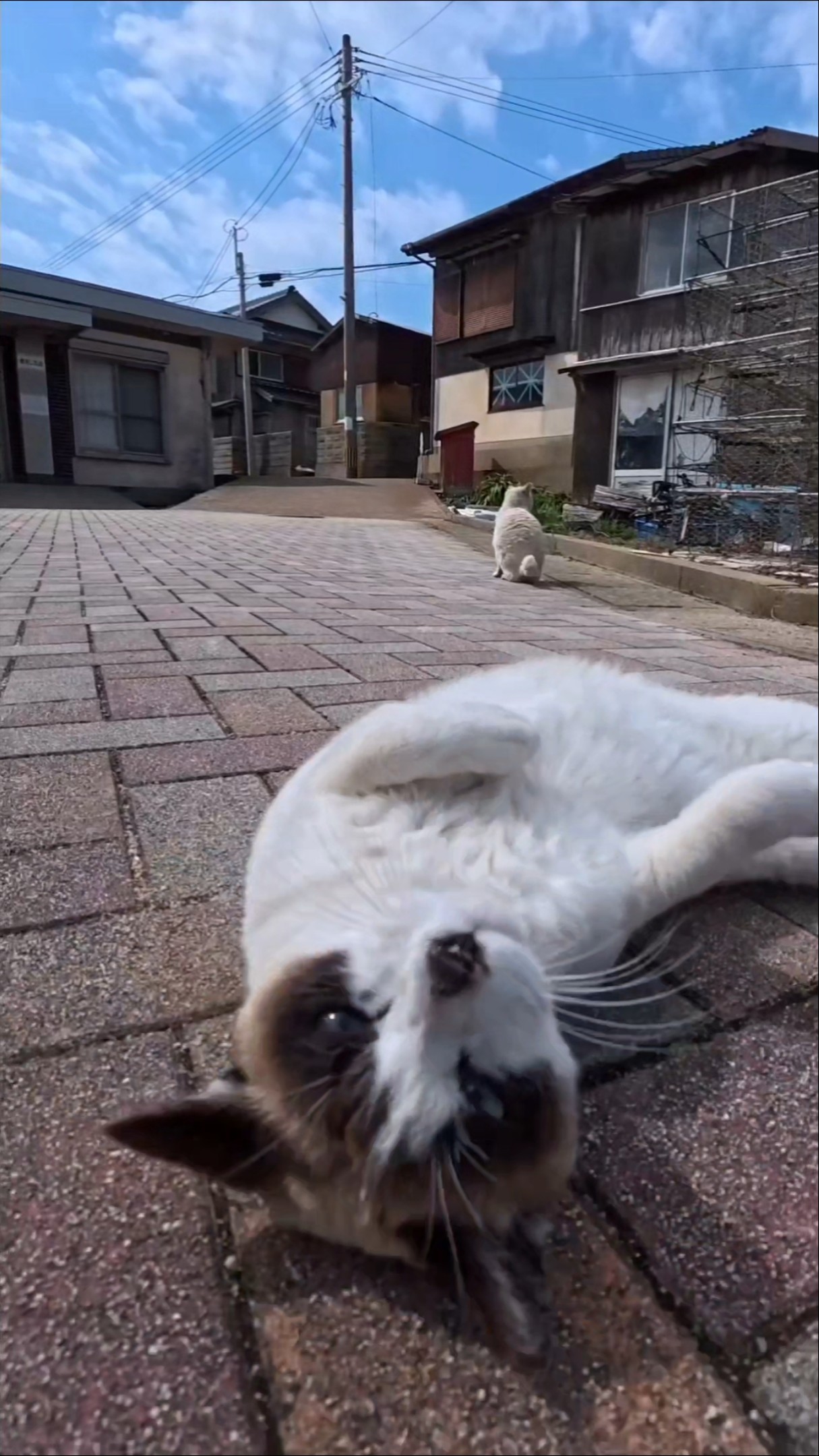 とにかくゴロンゴロン転がり続ける猫ちゃん - YouTube