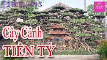 TOP 10 Cây Cảnh Bonsai giá tiền Triệu đô đẹp nhất tại Việt Nam gây xôn xao | TUYẾN ARTBONSAI
