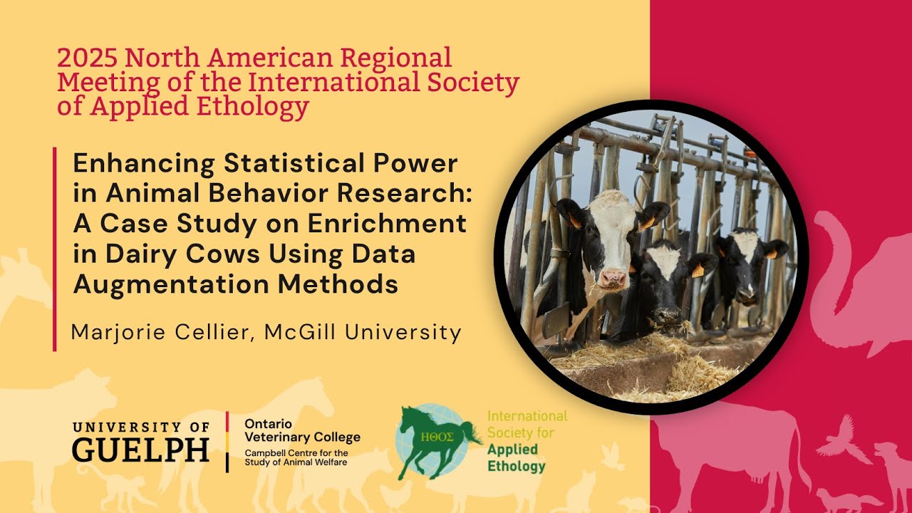 Enhancing power in animal behaviour research: A case study in dairy cows using data augmentation