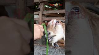 Download Lagu Kambing Embek Lucu Diberi Makan Rumput #hubaibfaris #embek #domba #kambing MP3