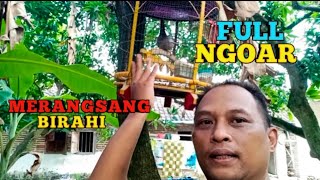 Melatih Perkutut Lokal Ngoar!!!! Merangsang Birahi