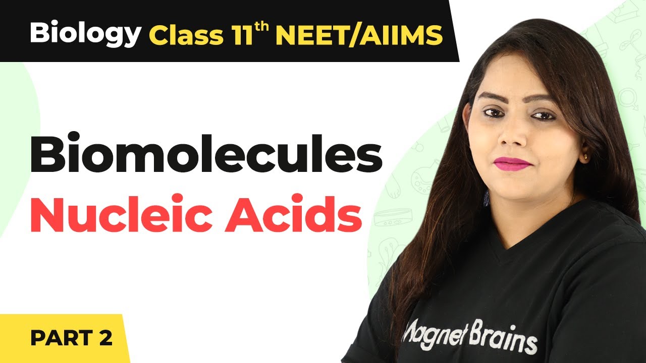 Biomolecules Class 11 Biology Nucleic AcidsNucleic Acids Class 11 BiologyClass 11 Biology