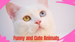 Funny and Cute Animals Video to Make You Laugh | Funny Animal Videos Compilation| Try not to laugh