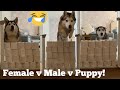 Huskies & Puppy React To The Toilet Roll Challenge!! [BEST REACTION EVER!] [WITH CAPTIONS]