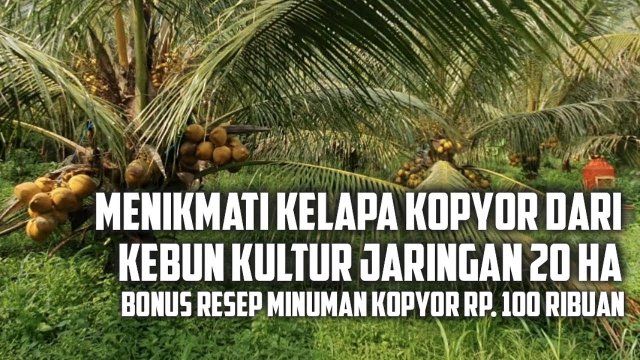 Kelapa Genjah Kopyor Kultur Jaringan Pusat Penelitian Bioteknologi dan Bioindustri Indonesia