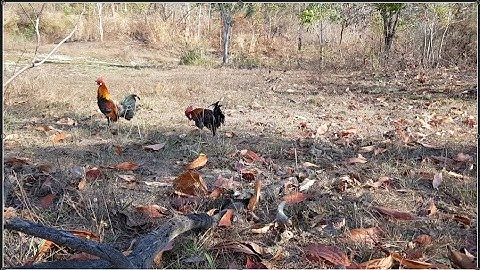 Bẫy Gà Rừng Mồi Tơ lần đầu đi rừng Bắt bổi tơ dáng đẹp