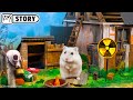 ☢️ Hamster Stalker in the Heart of Chernobyl Maze ☢️ Homura Ham