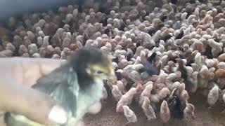 5000 Thousand Hybrid Chicks Vaccine In 1 Hour