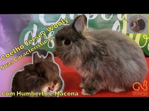 Vídeo: Guia da raça do coelho: Coelhos Woolly de Jersey