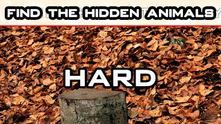 find the hidden animals  can you spot hidden animals | can you find hidden animals | Brain Games 4K