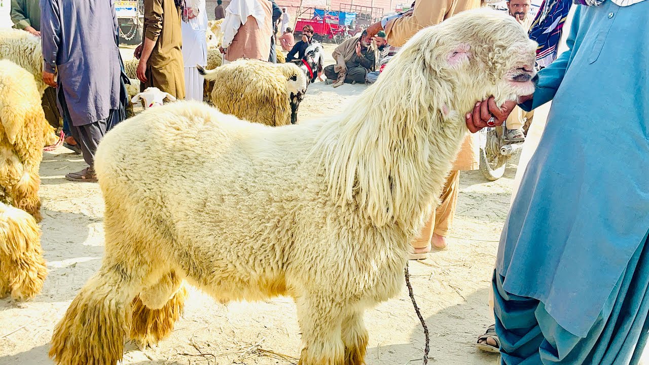 Mondra chayra market high rateچھترے کا سیزن 2026 03368056786