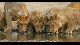 Wild Fauna / Прайд Нсэфу / 3-Молодняк / Africa's Hunters