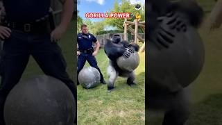 Police Officer Fails Atlas Stone Challenge But Gorilla Lifts It Easily