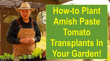 Jak rostou rajčata Amish paste?