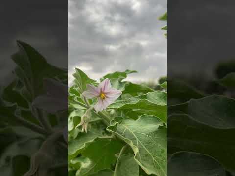 #song #farming #farming #new #farmer #vlog #funny #hindudeity #hindugod #ajitdeol