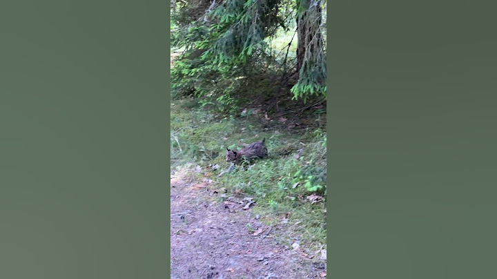 Unexpected Encounter With a Lynx Family || ViralHog