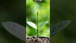 Jackfruit Growth Time-Lapse 🌱 | Wowgix