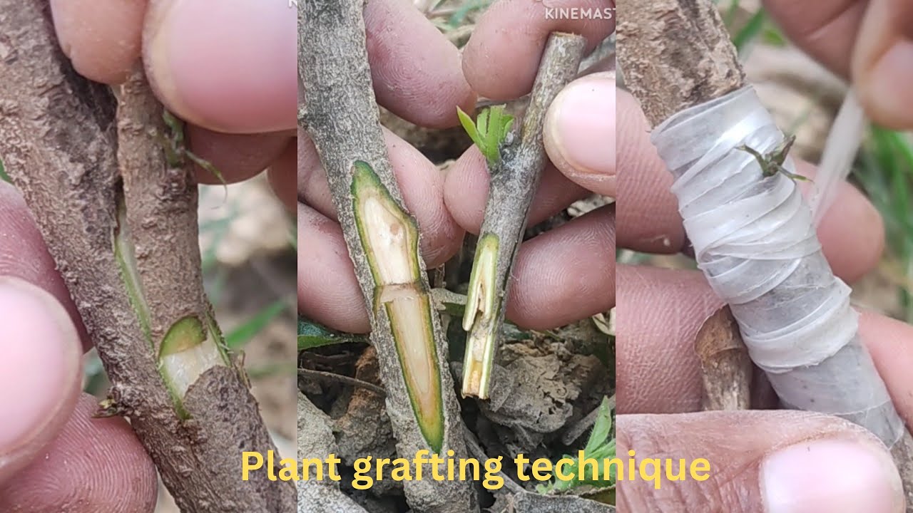 Plant grafting technique for bignners #grafting #gardening #satisfying #shortsviral #agriculture 