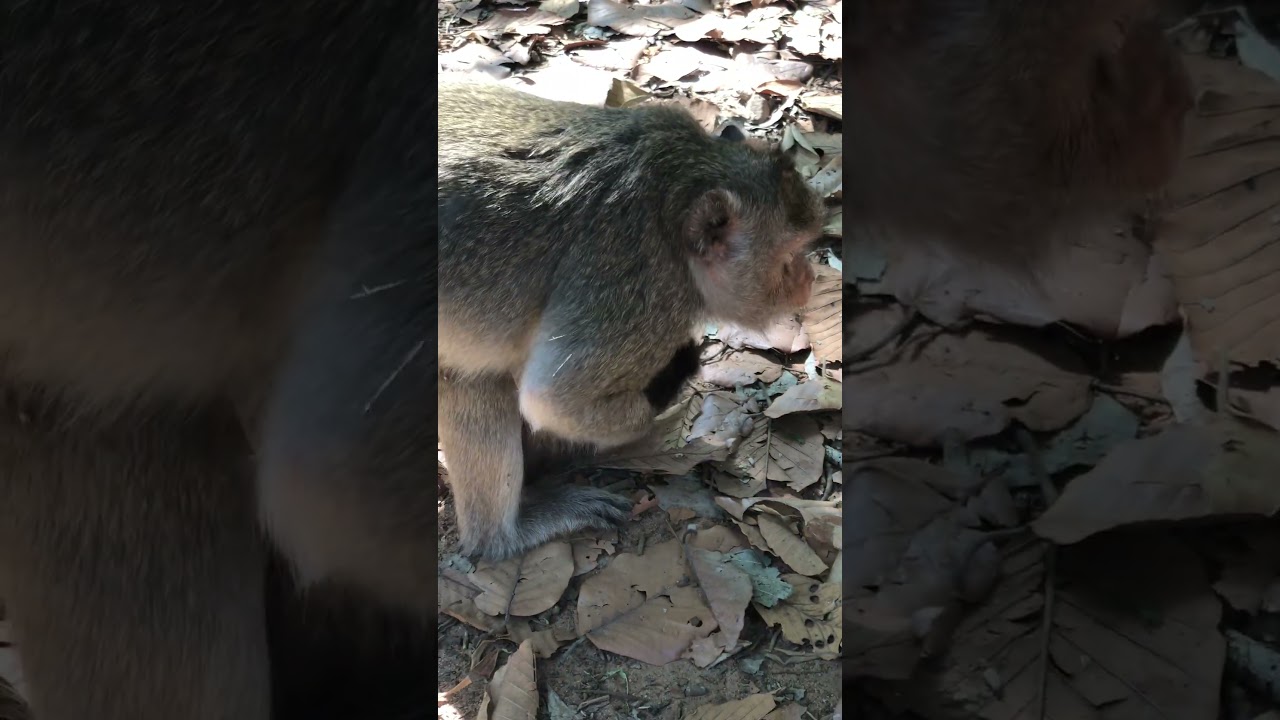 OMG!!! Pity Monkey Baby Screaming Loudly