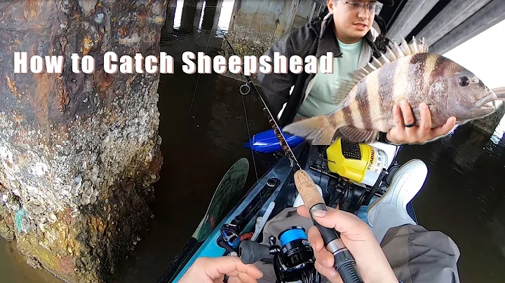 How to Catch Sheepshead with Shrimp & Fiddler Crabs
