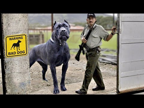 largest guard dog in the world